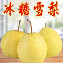 �S�����ѩ����Nֲ�������������籱�������޽��Ϸ�������Ʒ�N