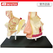 4D MASTERģ��ҽѧ��ѧ��ǻ����ƴװDIY�����þ߿ɲ�ж