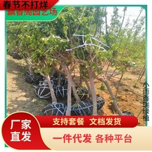 一件代发特大杏树苗带土球甜杏苗巨蜜王嫁接杏子苗果树当年结果南