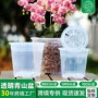 青山透明兰花盆花盆文心兰