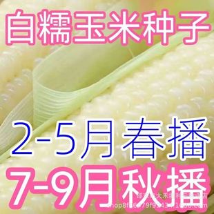 �߮a��Ŵ�����׷N�ӳ�������U�ļ��������߲˷N�ӳ���Ŵ���׷N��