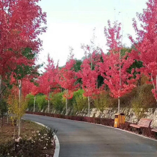 �������l ��ľ��� �@�־G��������� ����������