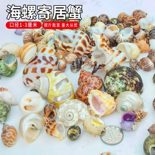天然小海螺贝壳按斤卖卷贝鱼寄居蟹换壳鱼缸造景家居摆件