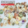 家居天然寄居蟹小海螺贝壳