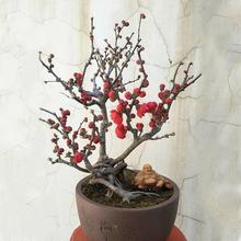 当年开花海棠花盆栽海棠树苗复色四季海棠盆景室内外花卉绿植网红