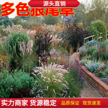 βͲݷN ؈βݷN o^pqLëββݷN