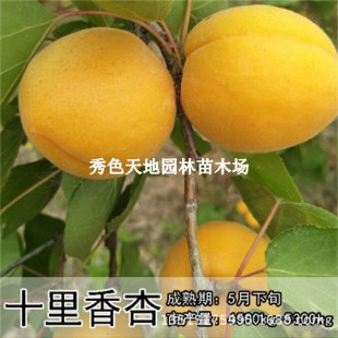 �޽�ʮ�����Ә�������Ә��������ľ����Y���ϱ����m�ϷNֲ����