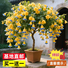 ��Ʒ�������L��m�������Ԙ���ֲ���҃��ϱ��ͺ����׻�Gֲ����x