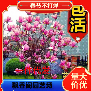 һ�����l�e��ͥԺ�е��G���_������ľ���m�������Ե��Լ޽Ӽt����