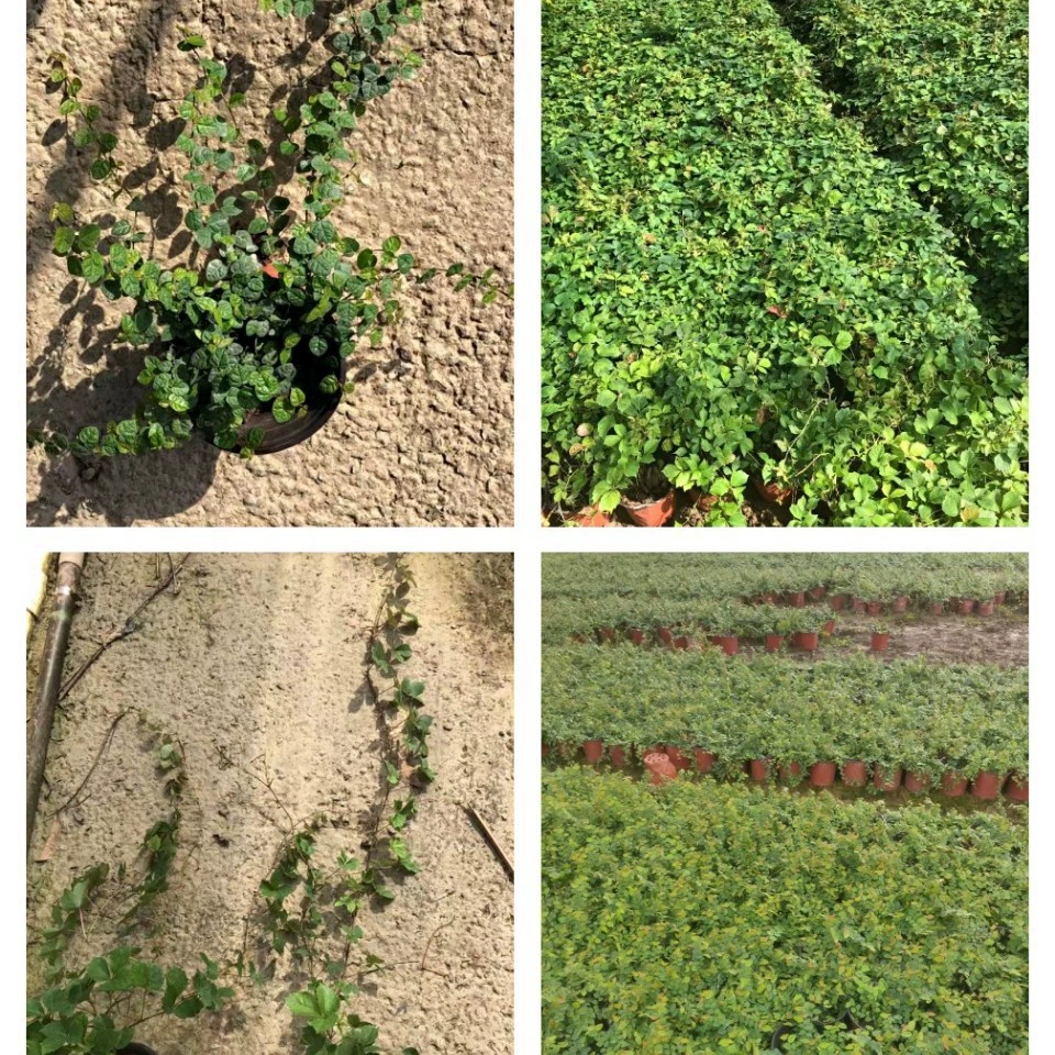 Юнь Ли Пи Лай Пи Лиша цветы и саженцы вечнозеленых вьющихся лозы оптом