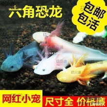 太保六角恐龙鱼蝾螈自来水可养好养耐活观赏鱼小金鱼活鱼养麦太保