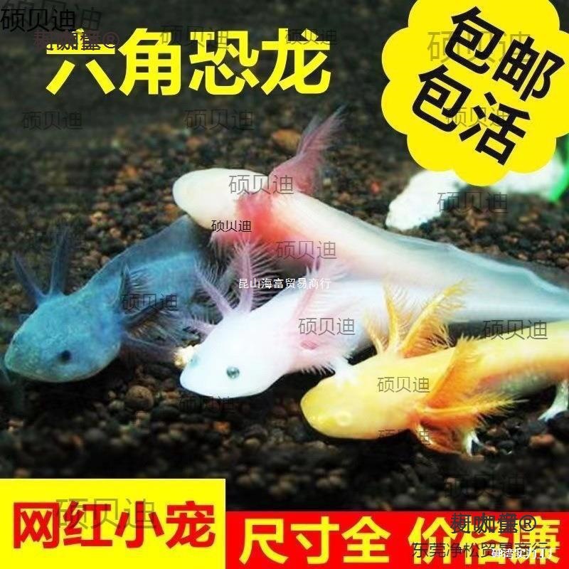 太保六角恐龙鱼蝾螈自来水可养好养耐活观赏鱼小金鱼活鱼养麦太保
