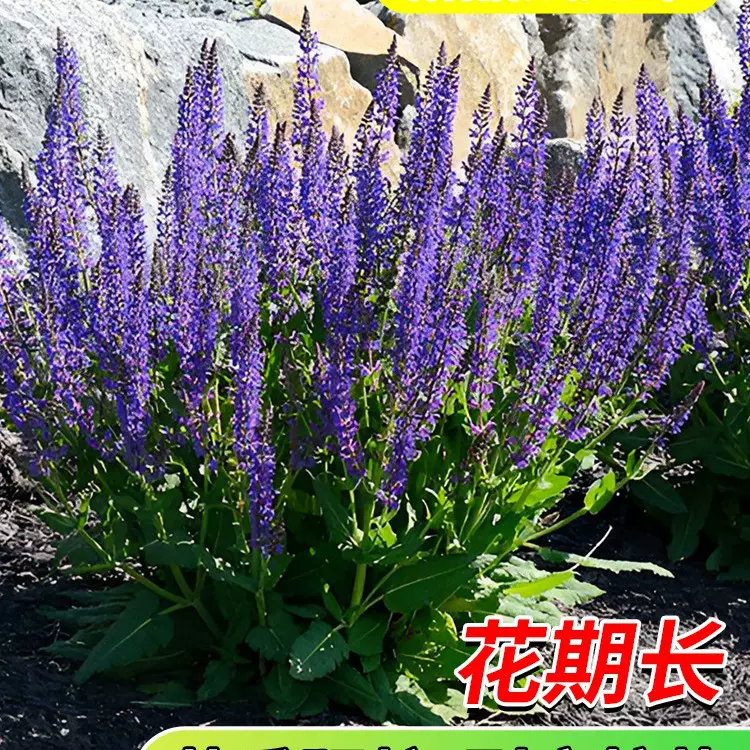 鼠尾草花苗盆栽庭院花卉林荫萨利芳鼠尾草耐寒耐热穗花婆婆纳植物