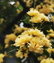 一件代发红木香花苗爬藤植物甜蜜黄白木香花树苗庭院四季开花大苗