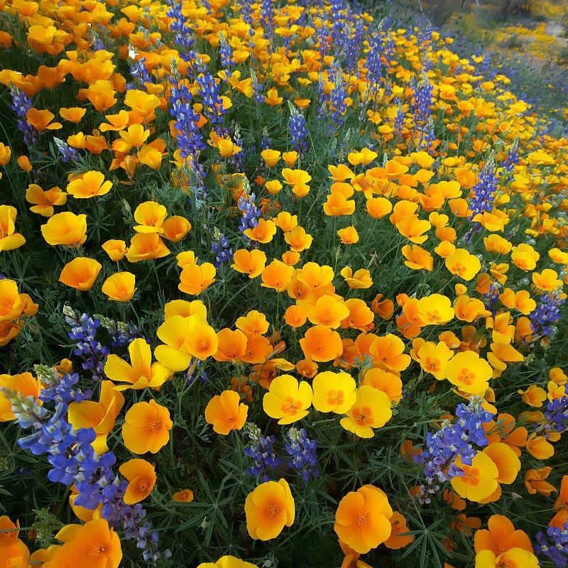 Семена диквата Многолетние цветы и растения легко выращиваются в четыре сезона морозостойкие осень-зима сад легко жить семена цветов рассада цветов