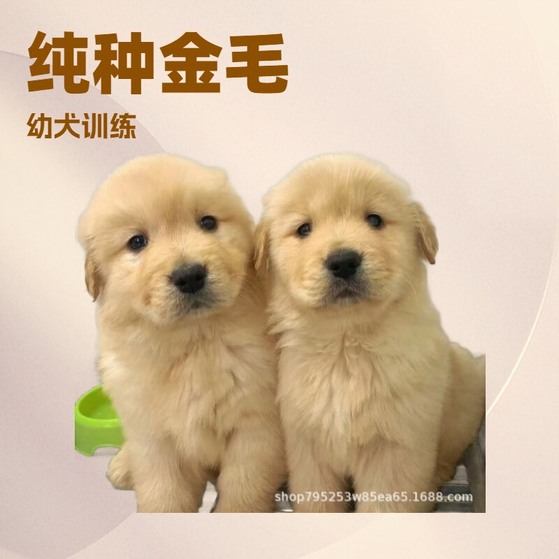Golden Retriever Puppy Purebred Golden Retriever Big Frame Beach Golden Maple Leaf Red Lively Cute Pet Docile Pet Dog Live Golden Retriever Puppy Purebred Golden Retriever Big Frame Beach Golden Maple Leaf Red Lively Cute Pet Docile Pet Dog Live