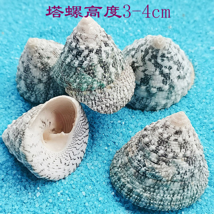 塔螺