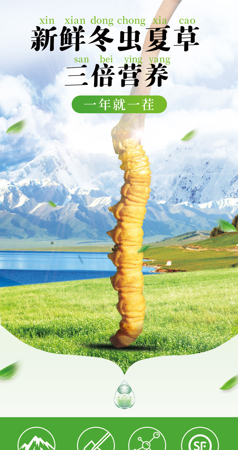 新鲜虫草_01.jpg