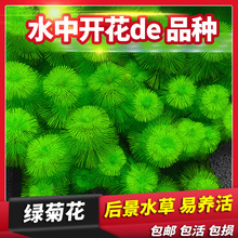 ˮ���~��ֲ����ݾG�վGֲ�����󾰟o�������̼�����~���쾰�S��