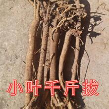 ǧ�����ș��Ұ��һ�l��ǧ���ǧ�������βǧ�����Ʒ��؛500g