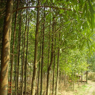 �N�����l��Ӣ1-5���ֵ��н�����Ӣ�Ĵ���Ӣ��϶�Ӣ�F�� ��Ӣ