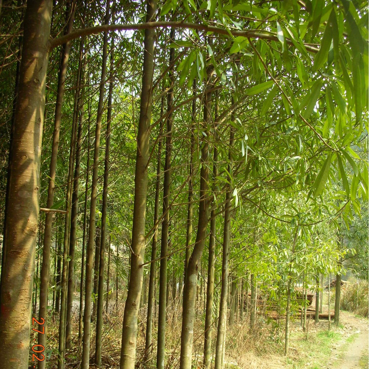 Продажа и оптовая продажа Euphorbia 1.0-5cm из Цзянси, Сычуани, Юньнани и Гуйчжоу.