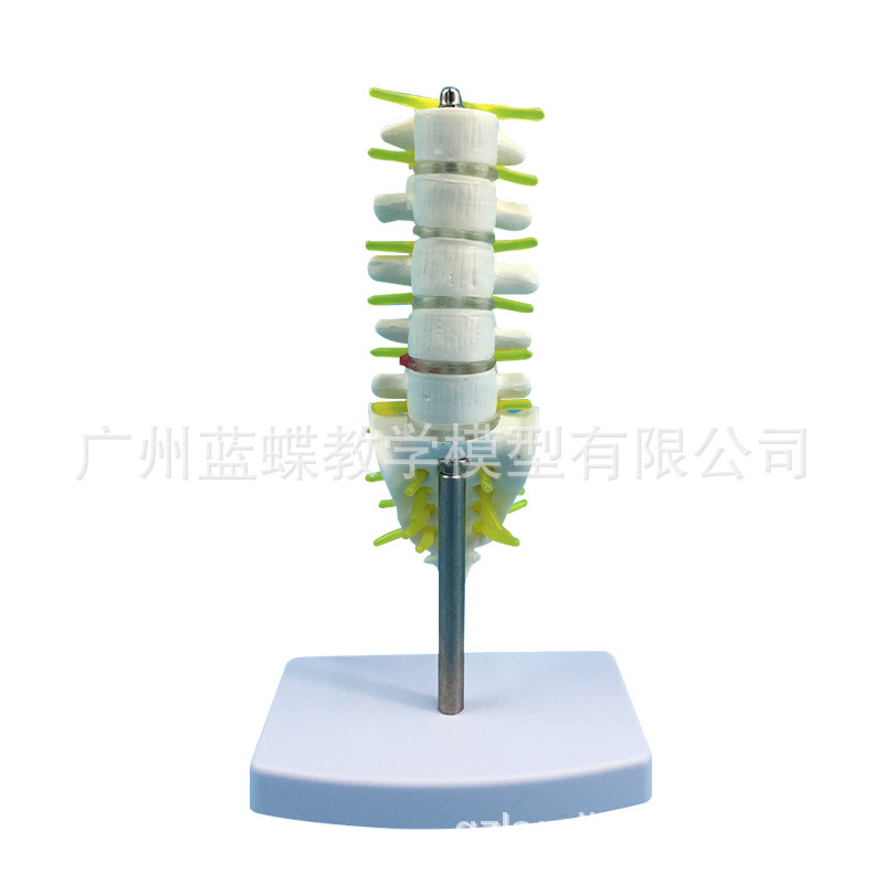 С����׵��β׵��ҽѧ��ѧģ�� ������׵ҽѧ��ѧģ��15CM��