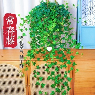 �����ٵ��@�ļ�������B�L�����Կ͏d�̨�k���҃����՚����ȩ