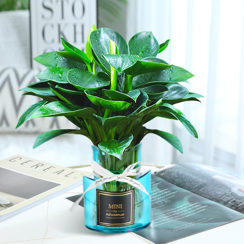 골든 다이아몬드 3개(하이넥 블루 유리병 + 크리스탈 머드 + 영양액 [수경재배 핫모델])