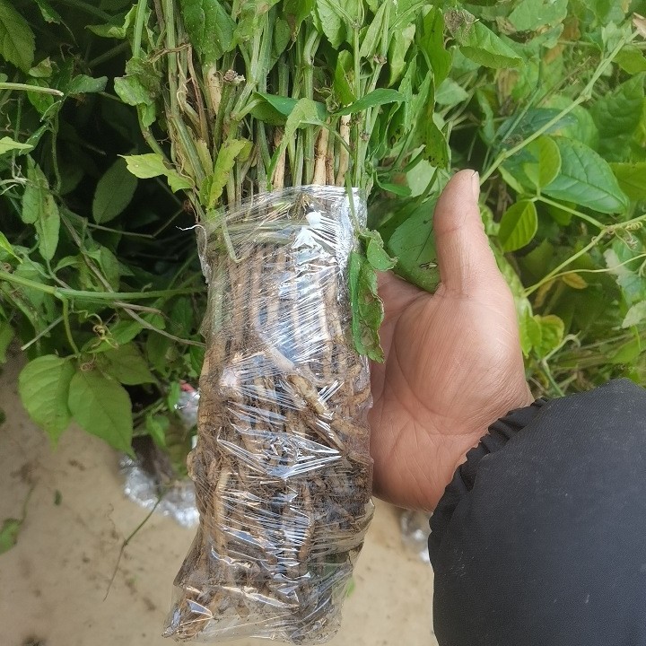 紫藤三叶青种苗盆景根果苗扦插苗金线吊葫芦野生三片叶鲜货石老鼠