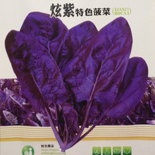紫菠菜种子紫红彩叶耐寒耐热耐抽薹四季播种蔬菜种籽【约150粒】