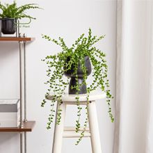 百萬心吊蘭盆栽長藤垂吊綠植凈化空氣陽台室內四季常青好養活植物