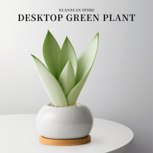 白玉虎皮兰绿植物小花盆栽名贵稀有品种办公室内桌面客厅高端好养