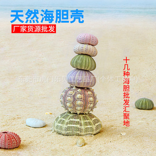 Natural Sea Urchin Shell Specimen Air Pineapple Flower Pot Home Floor Decoration Shell Conch Sea Urchin Crafts Wholesale