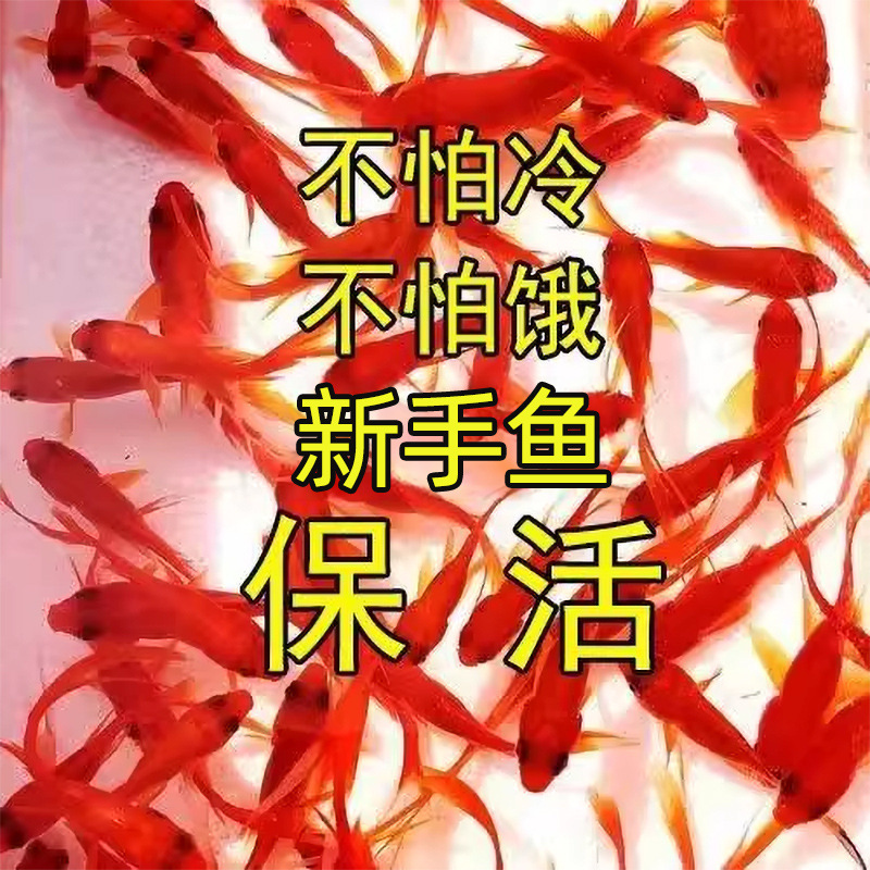 Goldfish That Don’T Need Oxygen, Easy to Raise and Durable, Small Fish That Won’T Die, Live Fish from Tap Water, Koi Pets Goldfish That Don’T Need Oxygen, Easy to Raise and Durable, Small Fish That Won’T Die, Live Fish from Tap Water, Koi Pets