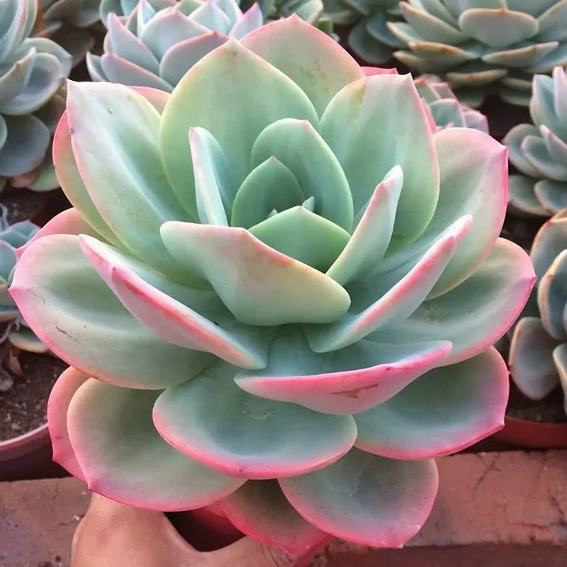 Белые фениксы мясистые старые кучи большие одноголовые толстые кучи хорошие мясные растения