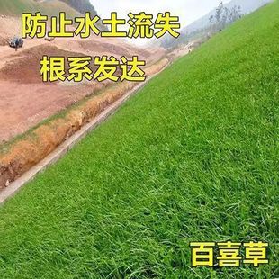 Baoxi grass seed slope protection grass seed greening lawn seed four seasons green drought resistance heat resistance slope protection king greening