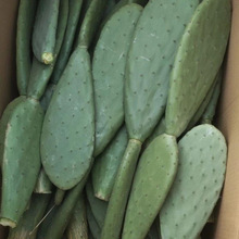 Ħ����S�����������������Ϙ�ʳ�÷NֲƬ�Y�����B�����ɳĮֲ��