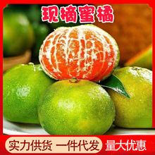 正宗湖北青皮蜜橘9斤整箱新鲜当季水果10批发包邮5孕妇酸蜜桔云南