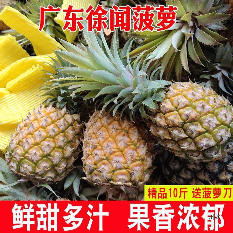 Guangdong Xuwen pineapple fruit 10 jin seasonal perfumed pineapple fresh pineapple Zhanjiang small pineapple not Yunnan whole box