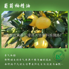 葡萄柚油Grapefruit oil 化妆品原料 香薰按摩纤体SPA柠檬烯