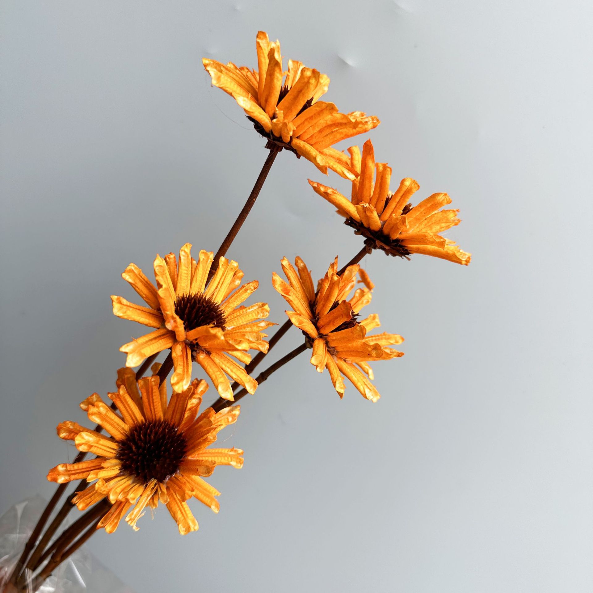 주황색 가지 5개 묶음