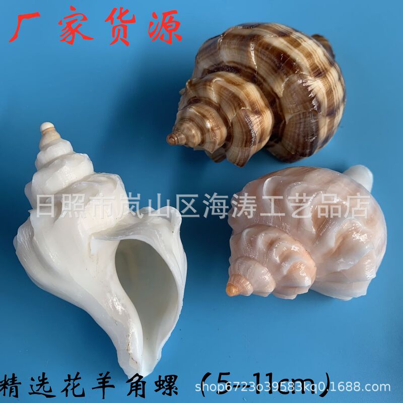 Natural Conch Shells, Selected Flower Horns, Snails, Fish Tank, Aquarium Collection, Home Decoration, Preschool Education Students, Mining Ocean