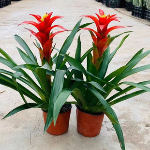 ����ֲ���P�滨��ˮ�໨���r���t���P��G��ˮ�B�҃ȾGֲ�t��