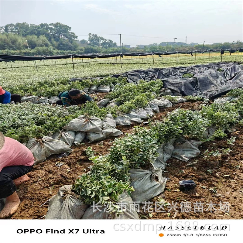 Оптовые рассада чашечных деревьев с золотистым краем, рассада чашечных деревьев в пакетах Хунань, вечнозеленые почвенные рассады с золотистым краем, вечнозеленые круглый год, большое количество