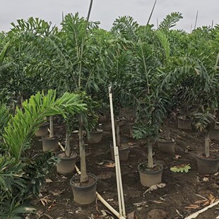 2411 Base Supply Single Pole Multi-Pole Fox Tail Coconut 2- 3m Tall Potted Courtyard Balcony Garden Green Plants