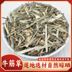 热卖牛筋草500g牛根草牛顿草蟋蟀草牛津草路边千斤拔野生千金草