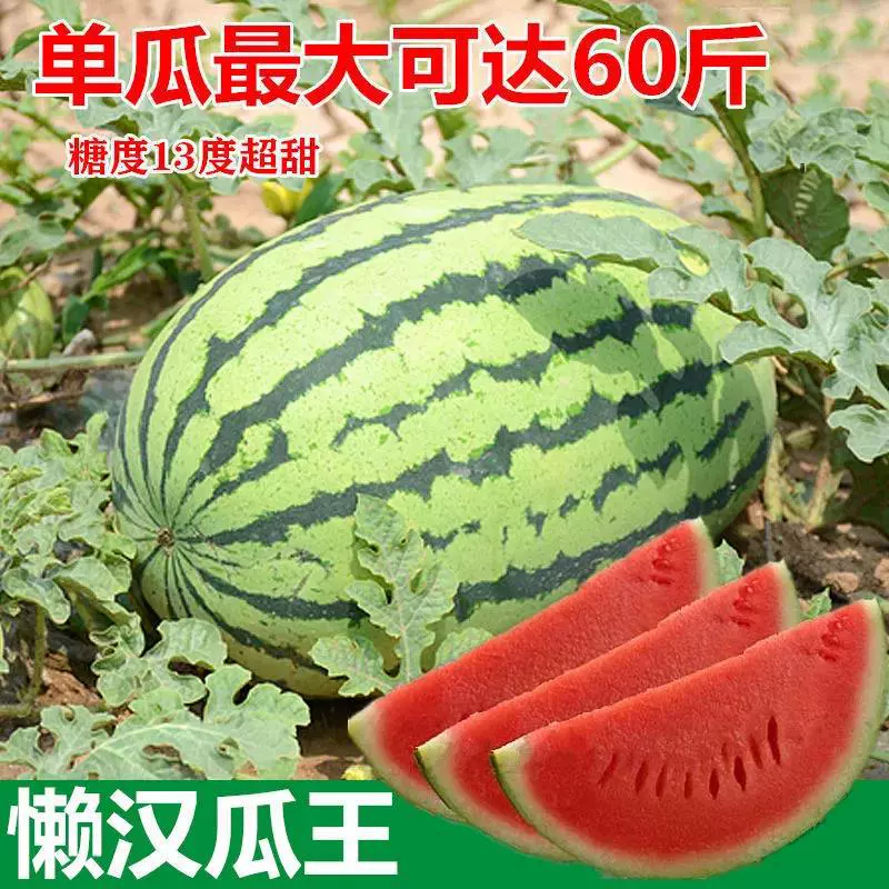 8424 Кирин Семена Семян Арбуза Без Семян Очень Большой Сладкий Король Южный Маленький Четыре Сезона Семена Овощей и Фруктов