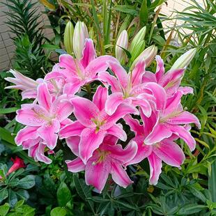 ��ˮ�ٺϷN���M���ļ����Ի��ܷN���҃����̨�Ѵ�ѿľ�T���㻨��