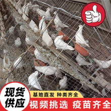 養殖場鴿子苗批發 乳鴿 信鴿 大鴿子 品種 好喂養活體運輸廣場鴿
